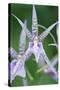 USA, Hi, Near Hilo, Hawaii Tropical Botanical Garden, Orchid-Rob Tilley-Stretched Canvas