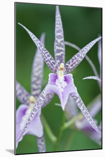 USA, Hi, Near Hilo, Hawaii Tropical Botanical Garden, Orchid-Rob Tilley-Mounted Photographic Print