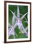 USA, Hi, Near Hilo, Hawaii Tropical Botanical Garden, Orchid-Rob Tilley-Framed Photographic Print