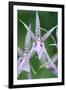 USA, Hi, Near Hilo, Hawaii Tropical Botanical Garden, Orchid-Rob Tilley-Framed Photographic Print