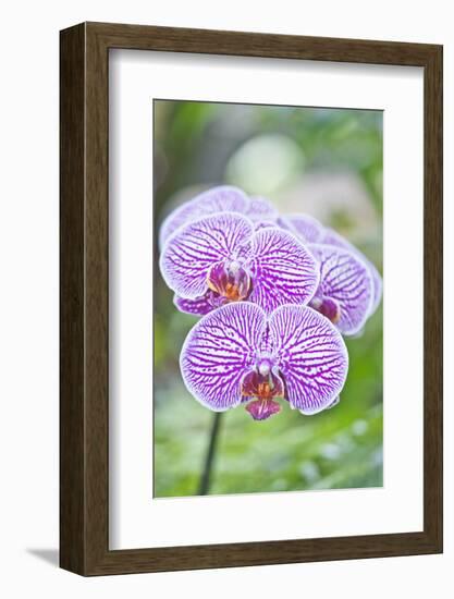 USA, Hi, Near Hilo, Hawaii Tropical Botanical Garden, Orchid-Rob Tilley-Framed Photographic Print