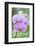 USA, Hi, Near Hilo, Hawaii Tropical Botanical Garden, Orchid-Rob Tilley-Framed Photographic Print