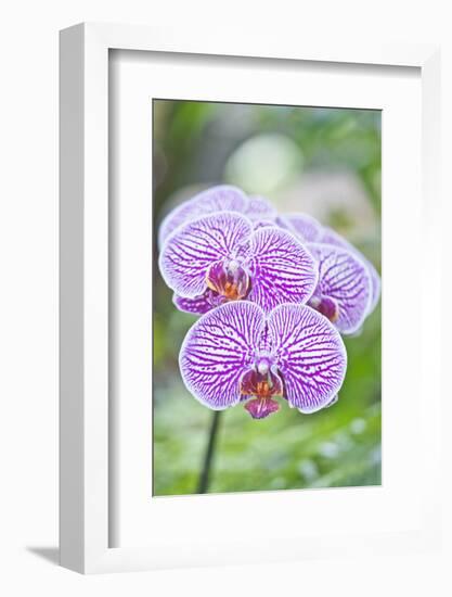 USA, Hi, Near Hilo, Hawaii Tropical Botanical Garden, Orchid-Rob Tilley-Framed Photographic Print