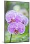 USA, Hi, Near Hilo, Hawaii Tropical Botanical Garden, Orchid-Rob Tilley-Mounted Photographic Print