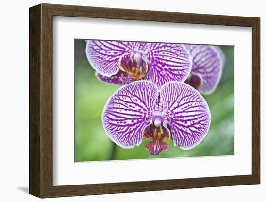 USA, Hi, Near Hilo, Hawaii Tropical Botanical Garden, Orchid-Rob Tilley-Framed Photographic Print