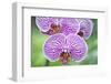 USA, Hi, Near Hilo, Hawaii Tropical Botanical Garden, Orchid-Rob Tilley-Framed Photographic Print