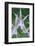 USA, Hi, Near Hilo, Hawaii Tropical Botanical Garden, Orchid-Rob Tilley-Framed Photographic Print