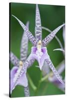 USA, Hi, Near Hilo, Hawaii Tropical Botanical Garden, Orchid-Rob Tilley-Stretched Canvas