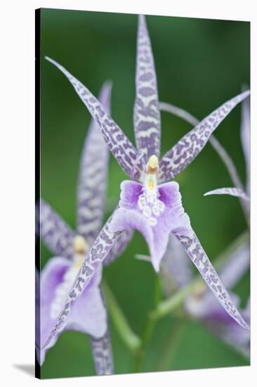 USA, Hi, Near Hilo, Hawaii Tropical Botanical Garden, Orchid-Rob Tilley-Stretched Canvas