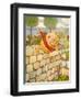 USA Humpty Dumpty Book Plate-null-Framed Giclee Print