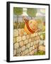 USA Humpty Dumpty Book Plate-null-Framed Giclee Print