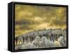 USA, Idaho, Aspens a with clouds-Terry Eggers-Framed Stretched Canvas