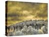 USA, Idaho, Aspens a with clouds-Terry Eggers-Stretched Canvas