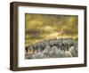 USA, Idaho, Aspens a with clouds-Terry Eggers-Framed Photographic Print