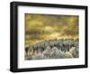 USA, Idaho, Aspens a with clouds-Terry Eggers-Framed Photographic Print