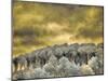 USA, Idaho, Aspens a with clouds-Terry Eggers-Mounted Photographic Print