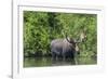 USA, Idaho. Bull Moose in Teton River-Howie Garber-Framed Photographic Print