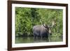 USA, Idaho. Bull Moose in Teton River-Howie Garber-Framed Photographic Print