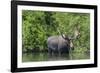 USA, Idaho. Bull Moose in Teton River-Howie Garber-Framed Photographic Print