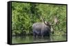 USA, Idaho. Bull Moose in Teton River-Howie Garber-Framed Stretched Canvas