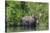 USA, Idaho. Bull Moose in Teton River-Howie Garber-Stretched Canvas