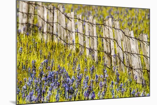 USA, Idaho, Fairfield, Camas Prairie, Creek and fence in the Camas Prairie-Terry Eggers-Mounted Photographic Print