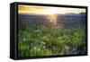 USA, Idaho, Fairfield, Camas Prairie, Sunset in the Camas Prairie-Terry Eggers-Framed Stretched Canvas