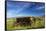 USA, Idaho, Fairfield, Horse Drawn Hay Rake in Field-Terry Eggers-Framed Stretched Canvas