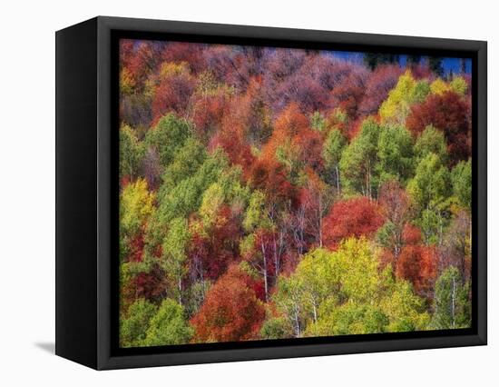 USA, Idaho. Fall colors and aspens along Montpelier Canyon in Idaho in the autumn.-Julie Eggers-Framed Stretched Canvas