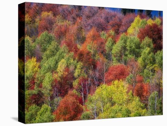 USA, Idaho. Fall colors and aspens along Montpelier Canyon in Idaho in the autumn.-Julie Eggers-Stretched Canvas