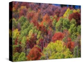 USA, Idaho. Fall colors and aspens along Montpelier Canyon in Idaho in the autumn.-Julie Eggers-Stretched Canvas