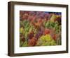 USA, Idaho. Fall colors and aspens along Montpelier Canyon in Idaho in the autumn.-Julie Eggers-Framed Photographic Print