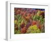 USA, Idaho. Fall colors and aspens along Montpelier Canyon in Idaho in the autumn.-Julie Eggers-Framed Photographic Print