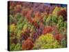 USA, Idaho. Fall colors and aspens along Montpelier Canyon in Idaho in the autumn.-Julie Eggers-Stretched Canvas