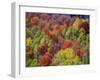 USA, Idaho. Fall colors and aspens along Montpelier Canyon in Idaho in the autumn.-Julie Eggers-Framed Photographic Print