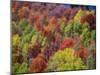 USA, Idaho. Fall colors and aspens along Montpelier Canyon in Idaho in the autumn.-Julie Eggers-Mounted Photographic Print