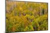 USA, Idaho, Highway 36 west of Liberty and hillsides covered with Aspens in autumn-Sylvia Gulin-Mounted Photographic Print