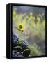 Usa, Idaho, Lowman. Wild sunflowers (Helianthus annuus).-Merrill Images-Framed Stretched Canvas