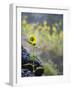 Usa, Idaho, Lowman. Wild sunflowers (Helianthus annuus).-Merrill Images-Framed Photographic Print