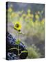 Usa, Idaho, Lowman. Wild sunflowers (Helianthus annuus).-Merrill Images-Stretched Canvas