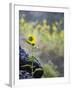 Usa, Idaho, Lowman. Wild sunflowers (Helianthus annuus).-Merrill Images-Framed Photographic Print