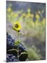Usa, Idaho, Lowman. Wild sunflowers (Helianthus annuus).-Merrill Images-Mounted Photographic Print