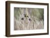 USA, Idaho, Market Lake Wildlife Management Area. Yellow-headed blackbird takes flight.-Jaynes Gallery-Framed Photographic Print