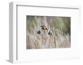 USA, Idaho, Market Lake Wildlife Management Area. Yellow-headed blackbird takes flight.-Jaynes Gallery-Framed Photographic Print