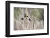 USA, Idaho, Market Lake Wildlife Management Area. Yellow-headed blackbird takes flight.-Jaynes Gallery-Framed Photographic Print