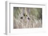 USA, Idaho, Market Lake Wildlife Management Area. Yellow-headed blackbird takes flight.-Jaynes Gallery-Framed Photographic Print