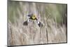 USA, Idaho, Market Lake Wildlife Management Area. Yellow-headed blackbird takes flight.-Jaynes Gallery-Mounted Photographic Print