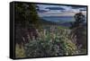 USA, Idaho. Mountain Globemallow and view of Teton Valley-Howie Garber-Framed Stretched Canvas