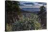 USA, Idaho. Mountain Globemallow and view of Teton Valley-Howie Garber-Stretched Canvas