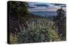 USA, Idaho. Mountain Globemallow and view of Teton Valley-Howie Garber-Stretched Canvas